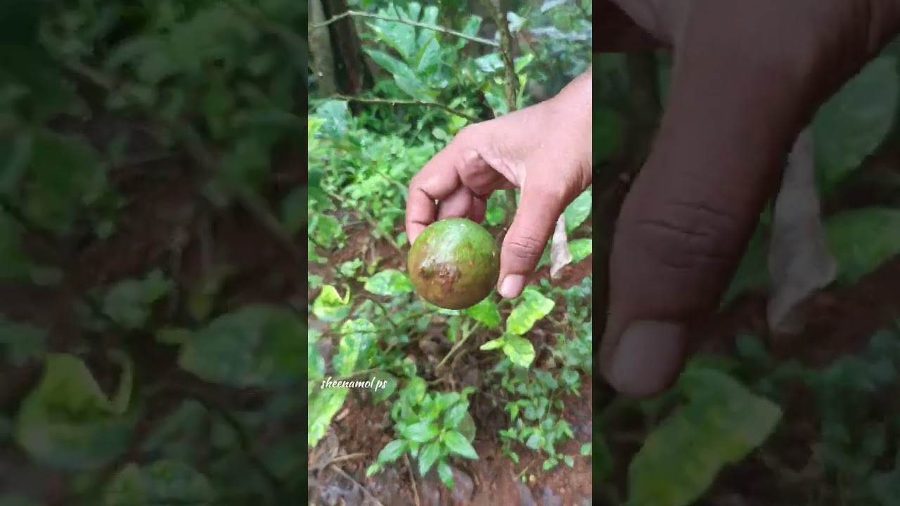 വിവിധയിനം പഴ ചെടികളെ പരിചയപ്പെട്ടാലോ🥰🥰🥰
