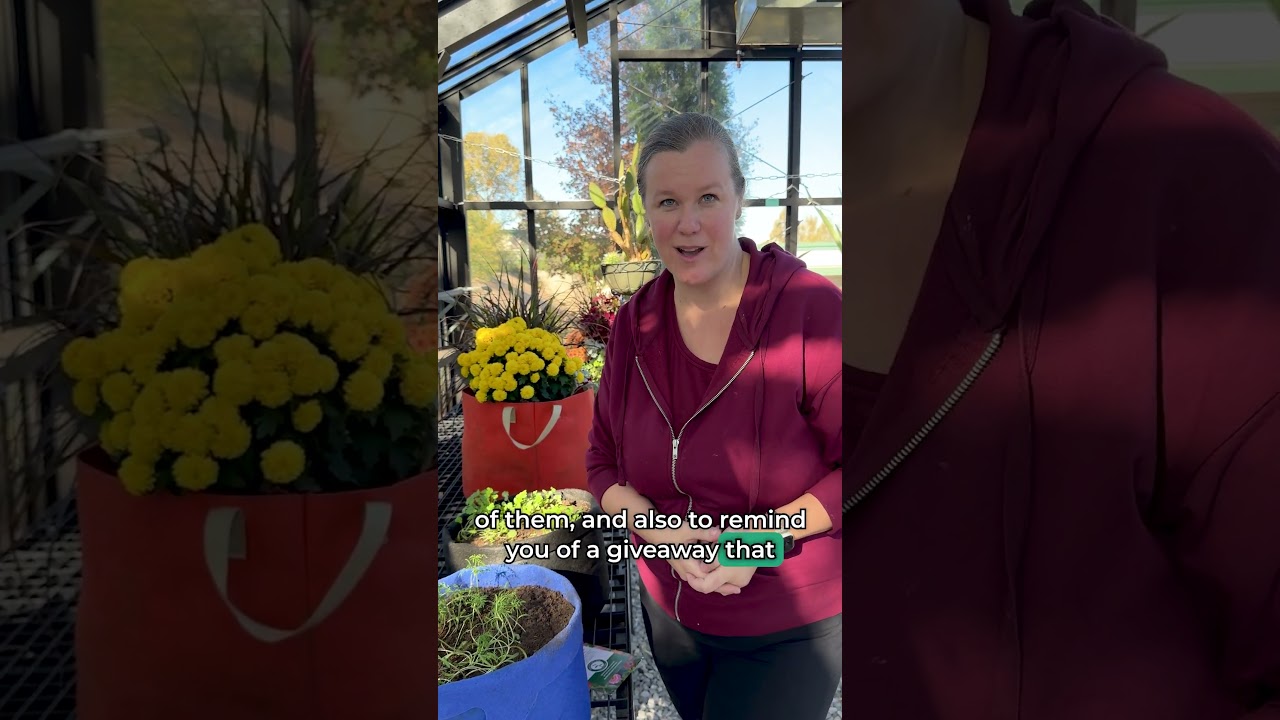 We're in the Smart Pot Greenhouse for an update on the Sow Effortless seeds we planted 3 weeks ago 🌱