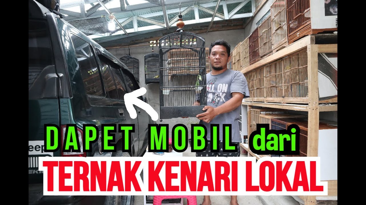 GOKIL BANGET NIH..!!! Bisa Membeli Mobil dari Hasil Ternak Kenari Lokal. DITO CETHUL