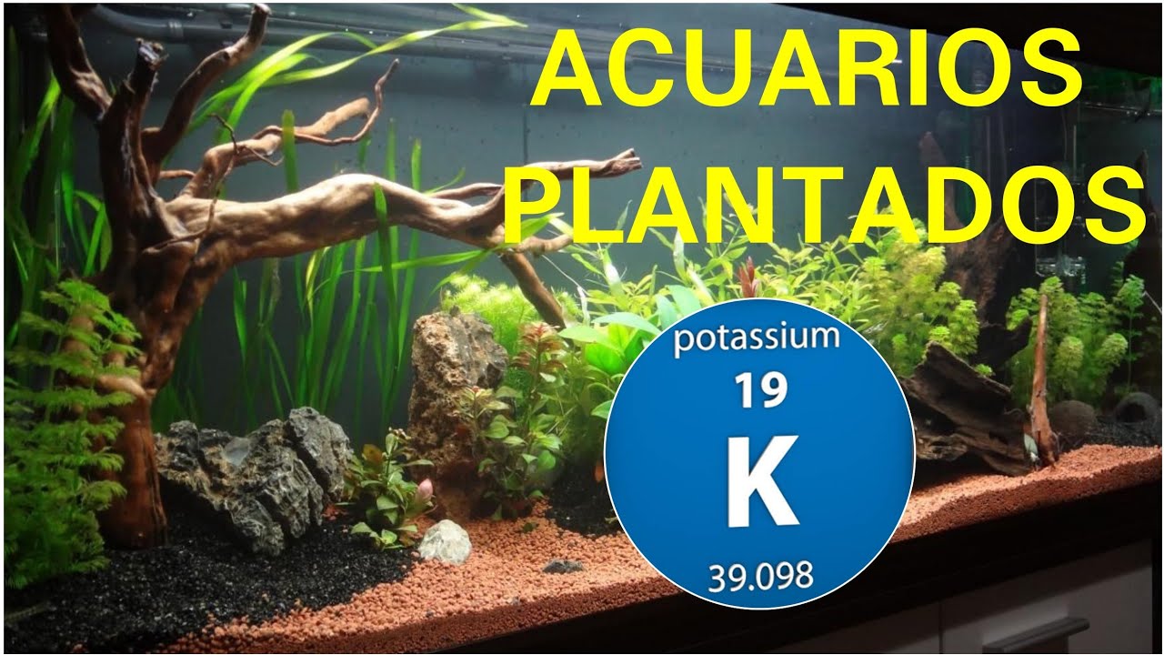 SOLO NECESITAS ABONAR POTASIO EN LOS ACUARIOS PLANTADOS