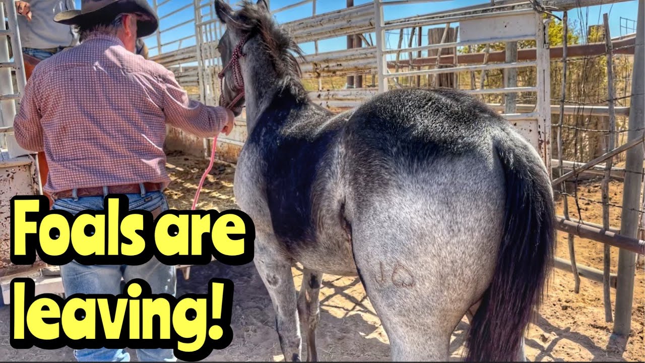 Big ANNOUNCEMENT- HILO | Danielle rides PLENTY for the 1st time!