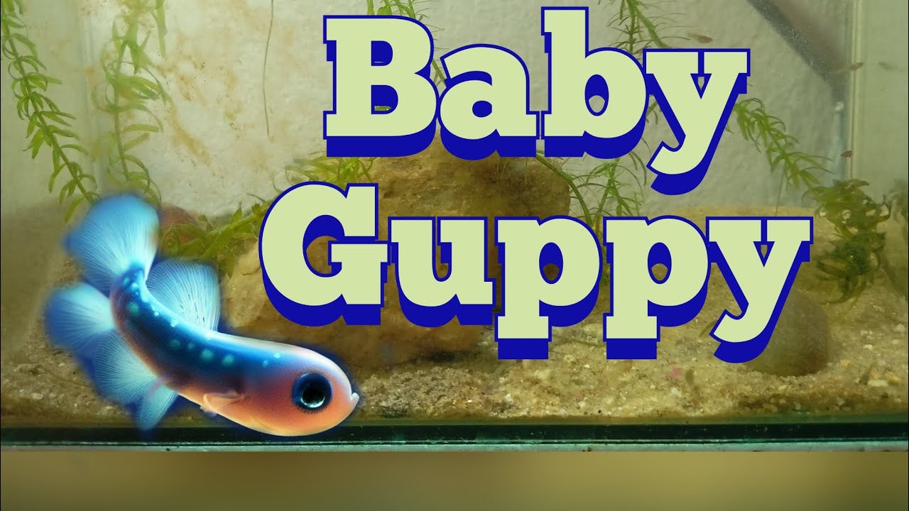 Muitos alevinos de Guppy
