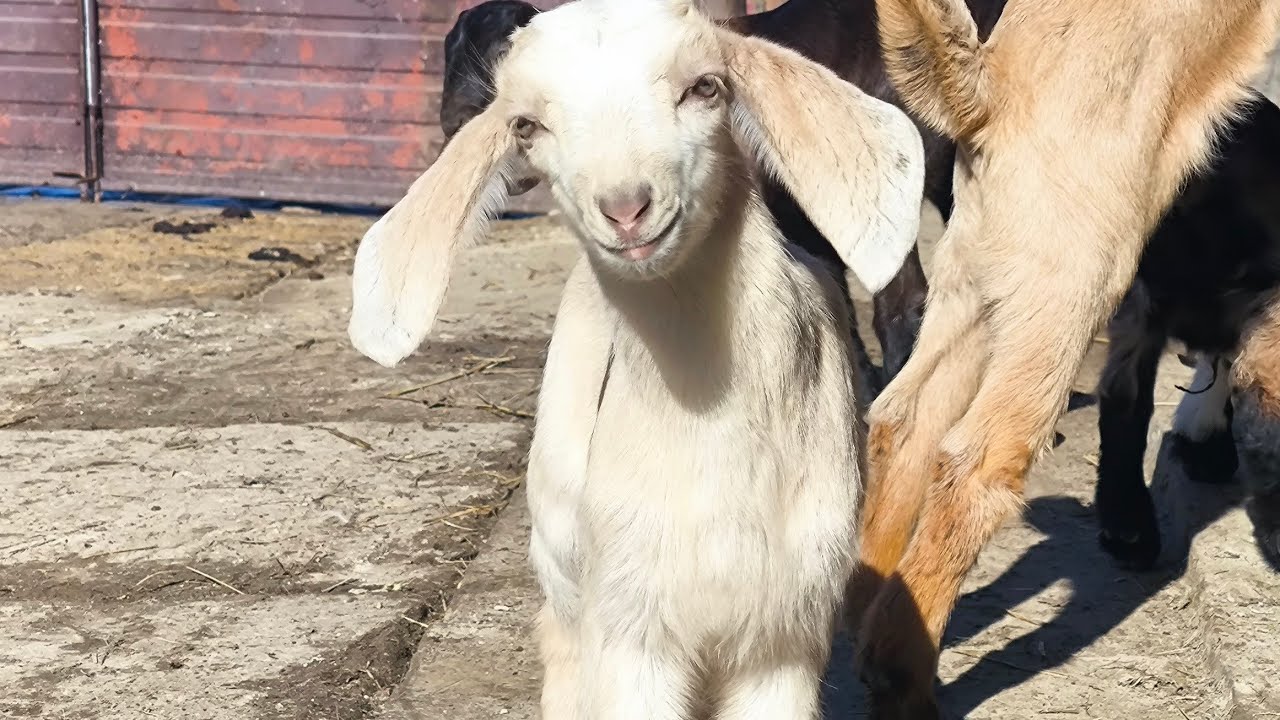 доброго вечора друзі