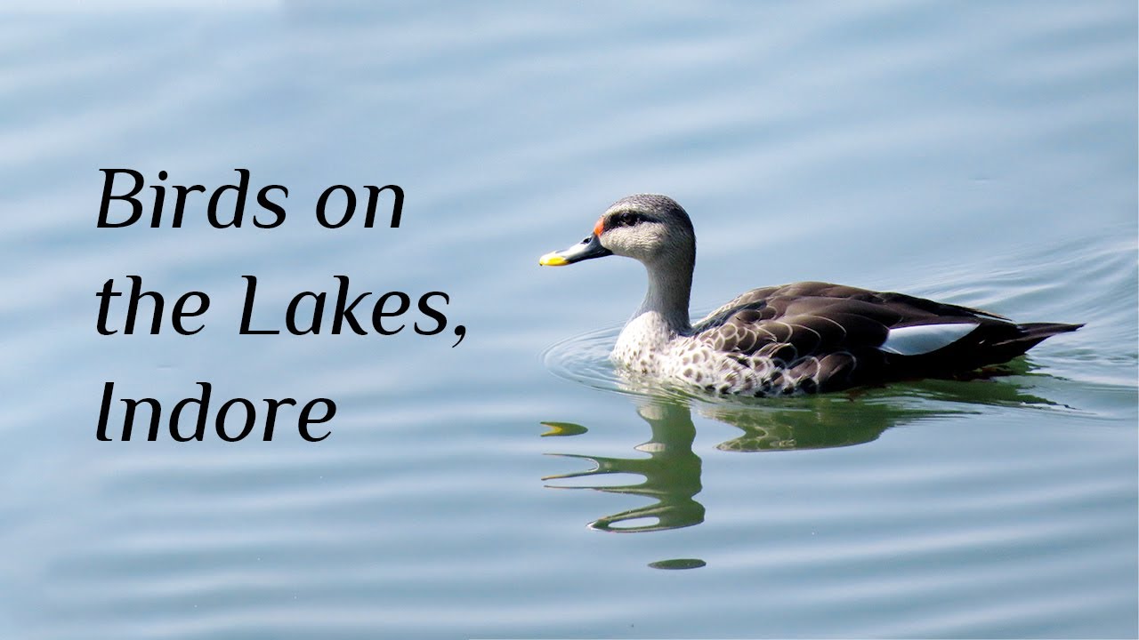 Birds of Indore. Red-crested pochard, spot-billed duck, silverbill and more.