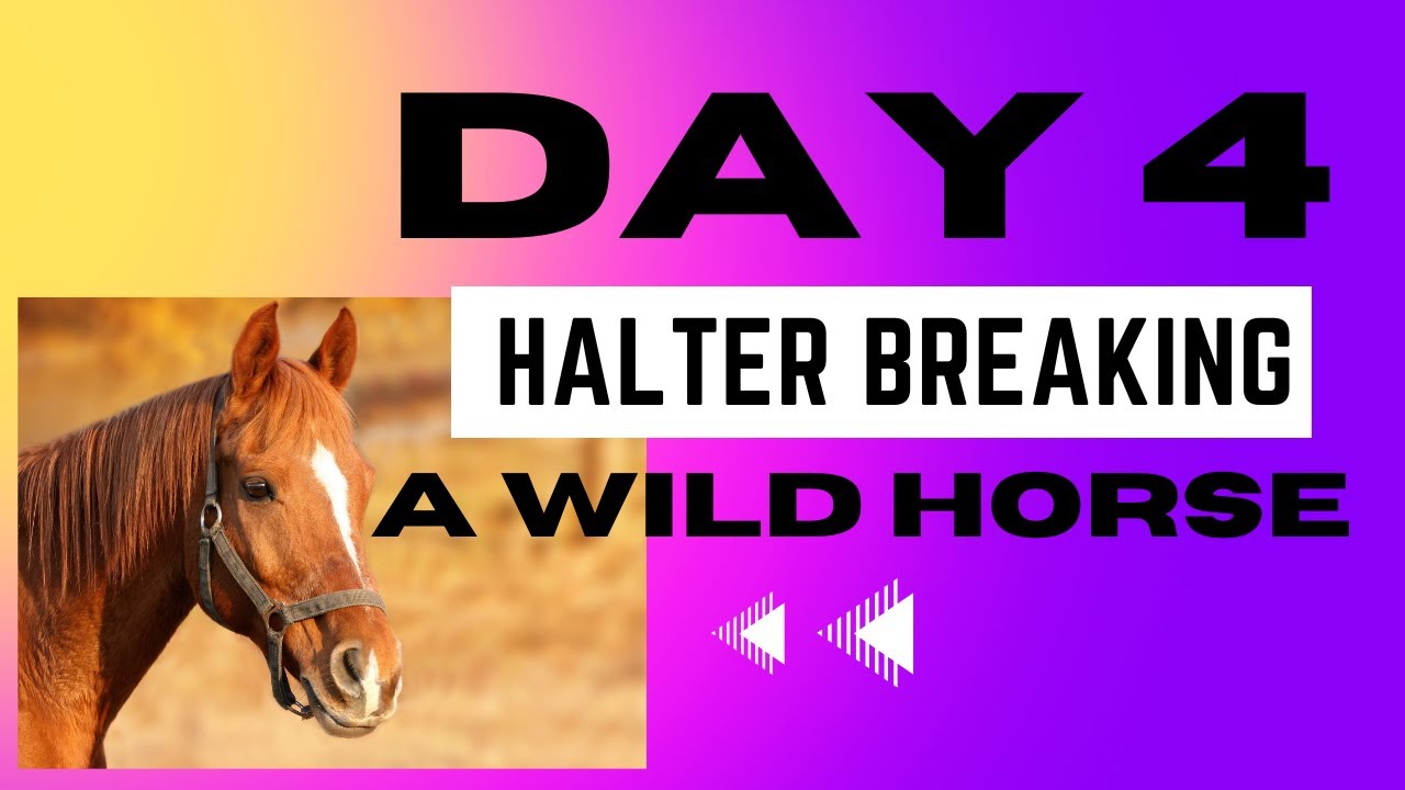 Halter breaking a wild horse day 4