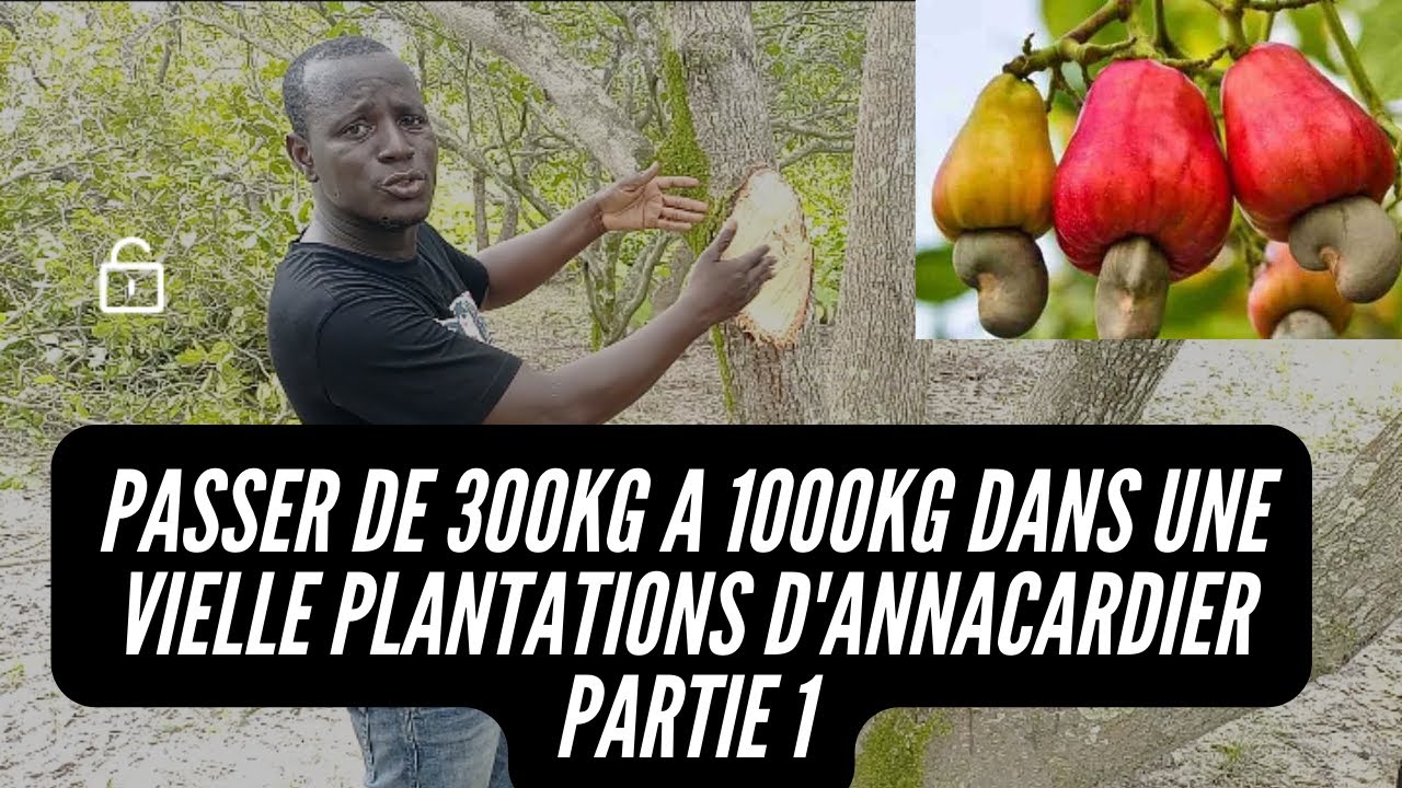 REHABILITATION D'UNE VEILLE PLANTATION D'ANACARDIER