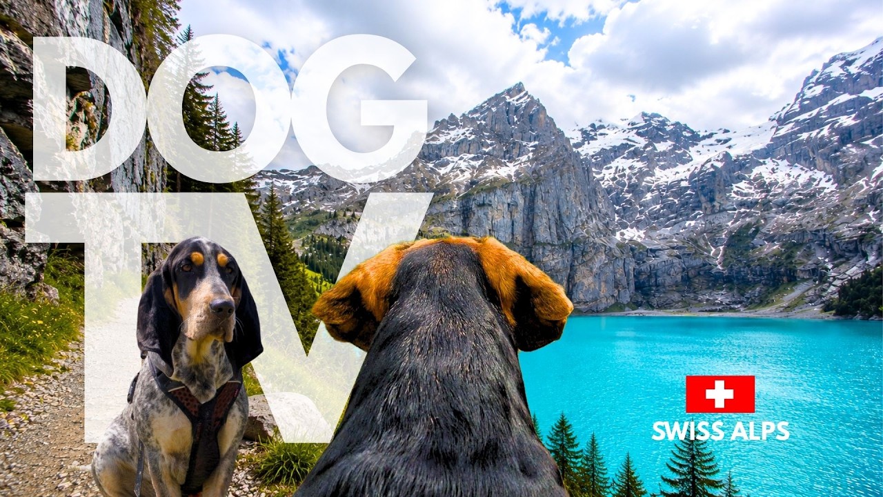 TheDogCam | 10hrs of Mountain Lake Virtual Dog Walks in The Swiss Alps 🐾🏔️ Dog POV