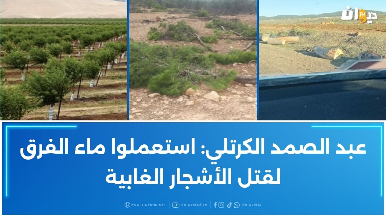 عصابات تنتهك غابات العيون وترتكب جرائم بيئية خطيرة: ناشط بيئي يكشف