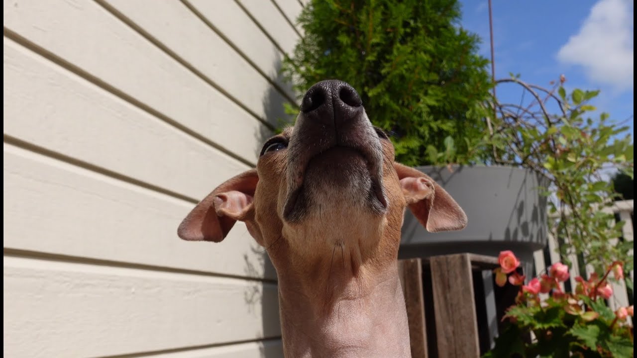 A day in the life of my Italian greyhound.