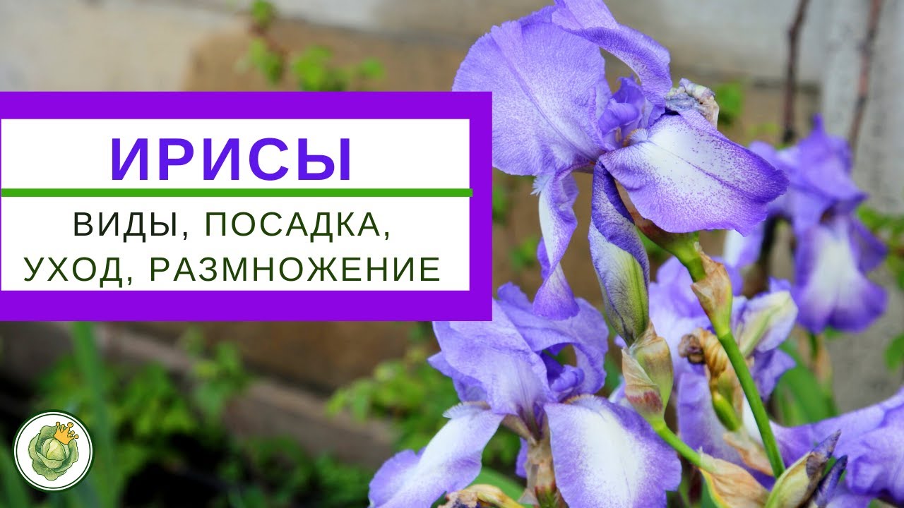 ИРИСЫ - разновидности,  посадка, уход, размножение