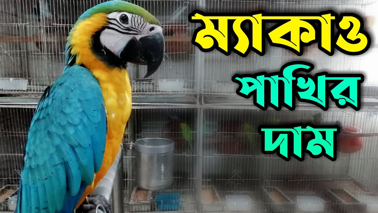 পোষা ম্যাকাও পাখির দাম 2021 | macaw parrot price in Bangladesh | Most Expensive Bird Price | Petsbd