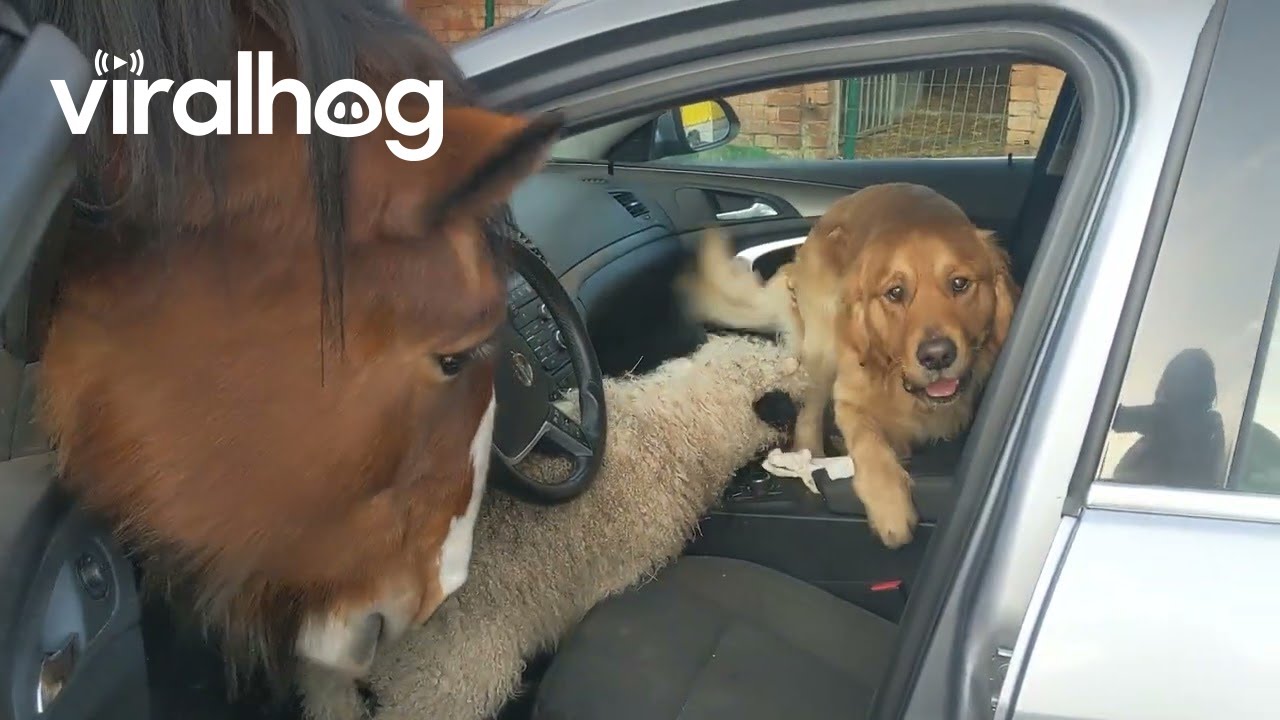 Farm Animals Invade Visitor's Car || ViralHog