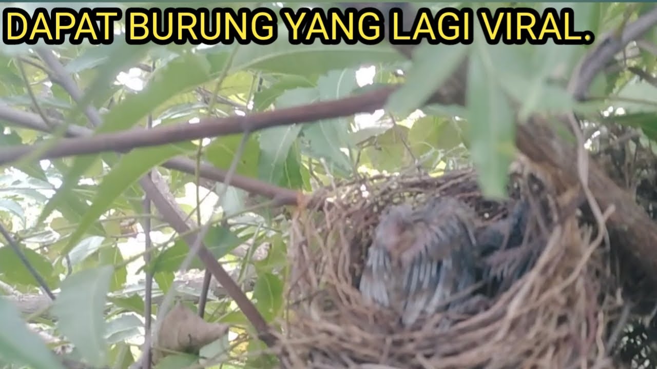 SENIN 26 MEI 2025 PANEN ANAKAN TRUCUKAN