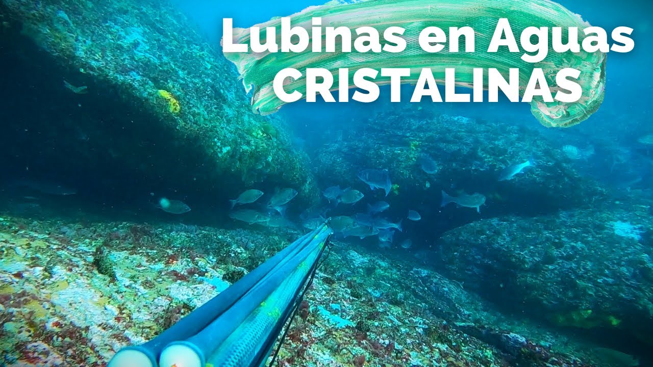 ✅PESCA SUBMARINA🌊 LUBINAS🎯en AGUAS CRISTALINAS  de GALICIA