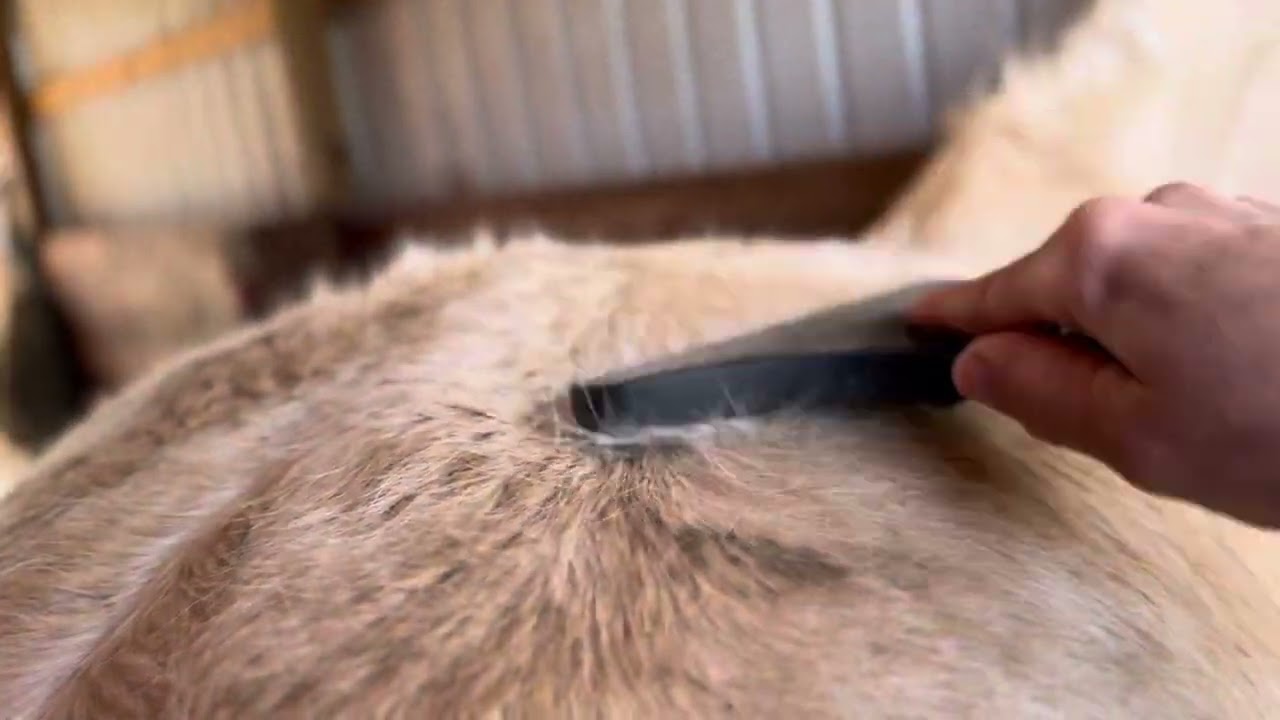 Grooming, Shedding Time of Year 