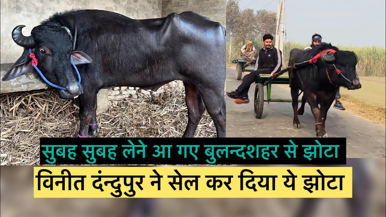 विनीत दंन्दुपुर ने कर दिया ये झोटा सेल जिला बुलन्दसहर के भाइयो को 