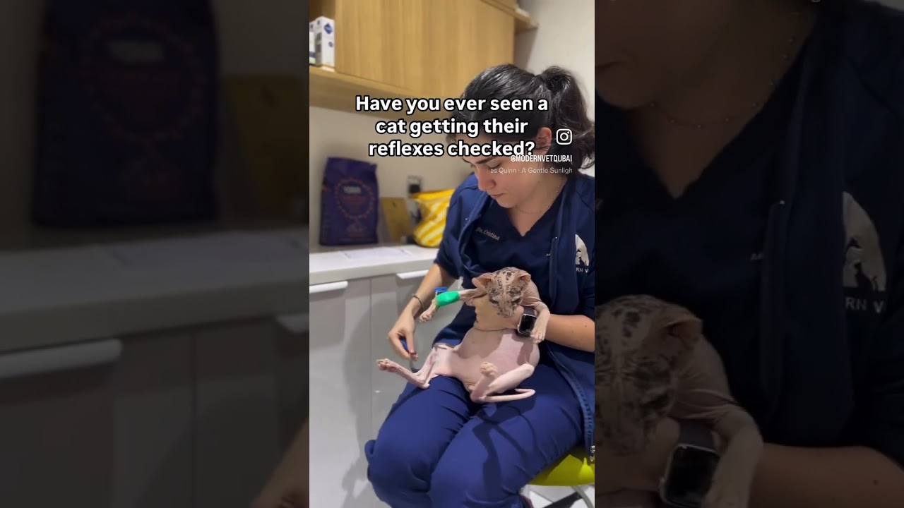Checking cats reflexes as part of Neurological exam🐱🩺 #shorts #vet #cat #catlover #neurology