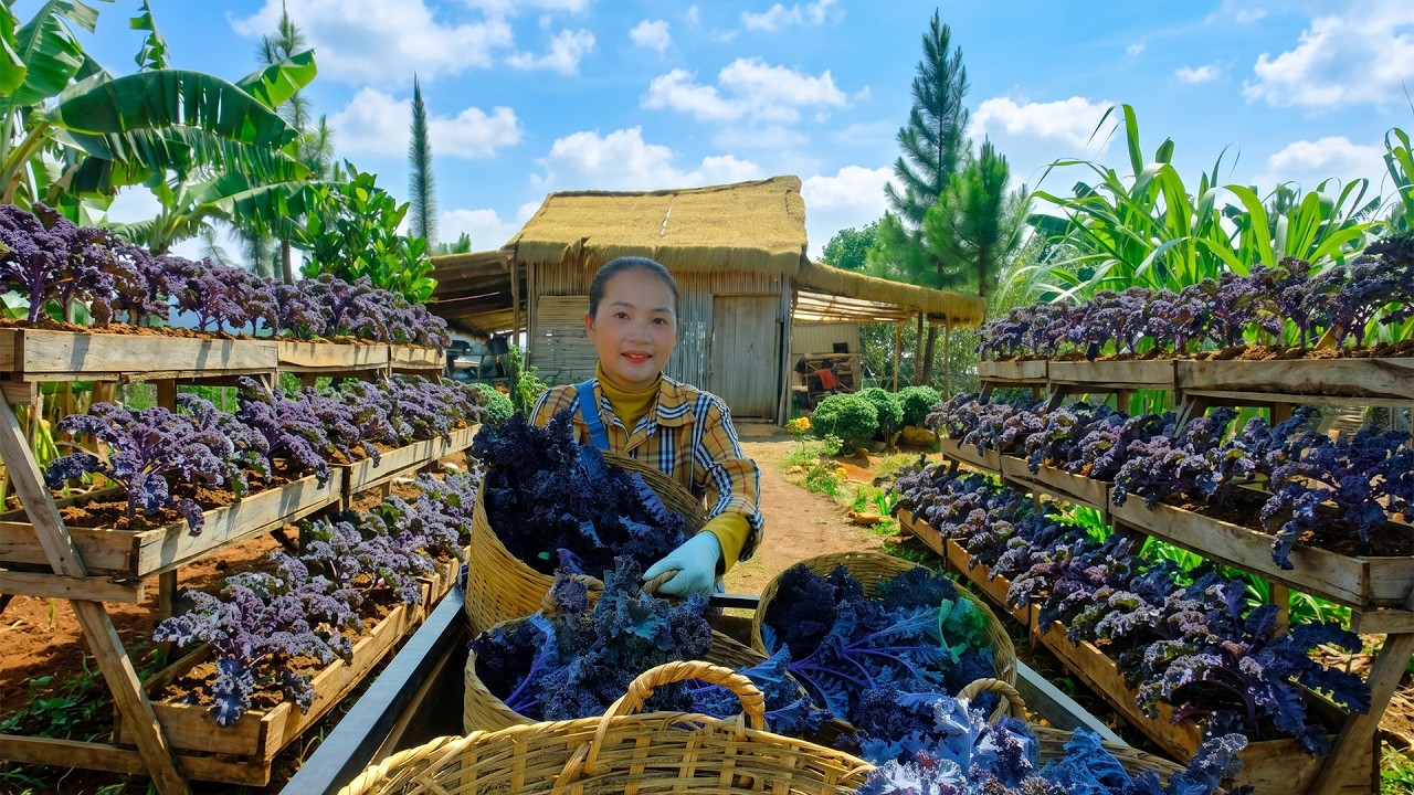 Harvest Purple Kale For Animal Feed And Market - Daily Life In The Countryside