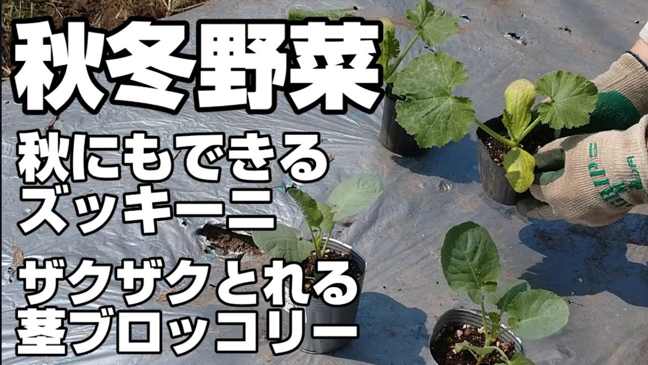 秋冬野菜の植え付け方【秋にもできるズッキーニ】【茎ブロッコリー】スティックセニョールザクザク収穫！植付のポイント！虫除け対策【ブロッコリー栽培】