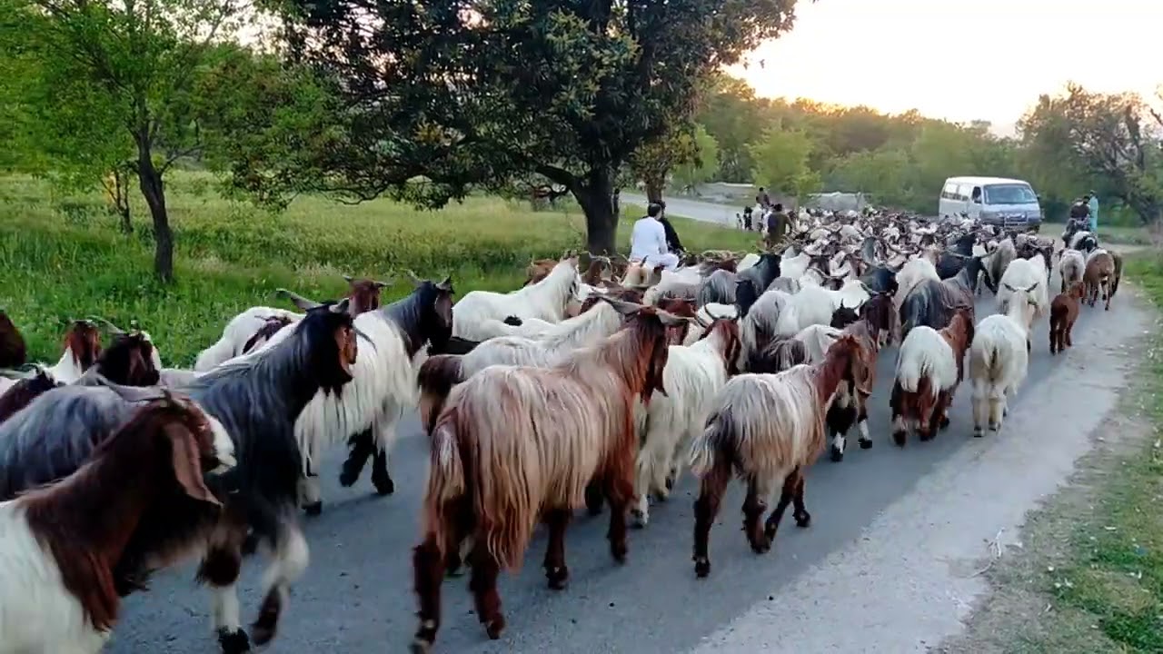 LifeStyle Of BakarWal Family || BakarWal || Nature's Traveler || BakarWal Family || Gujjar bakarwal