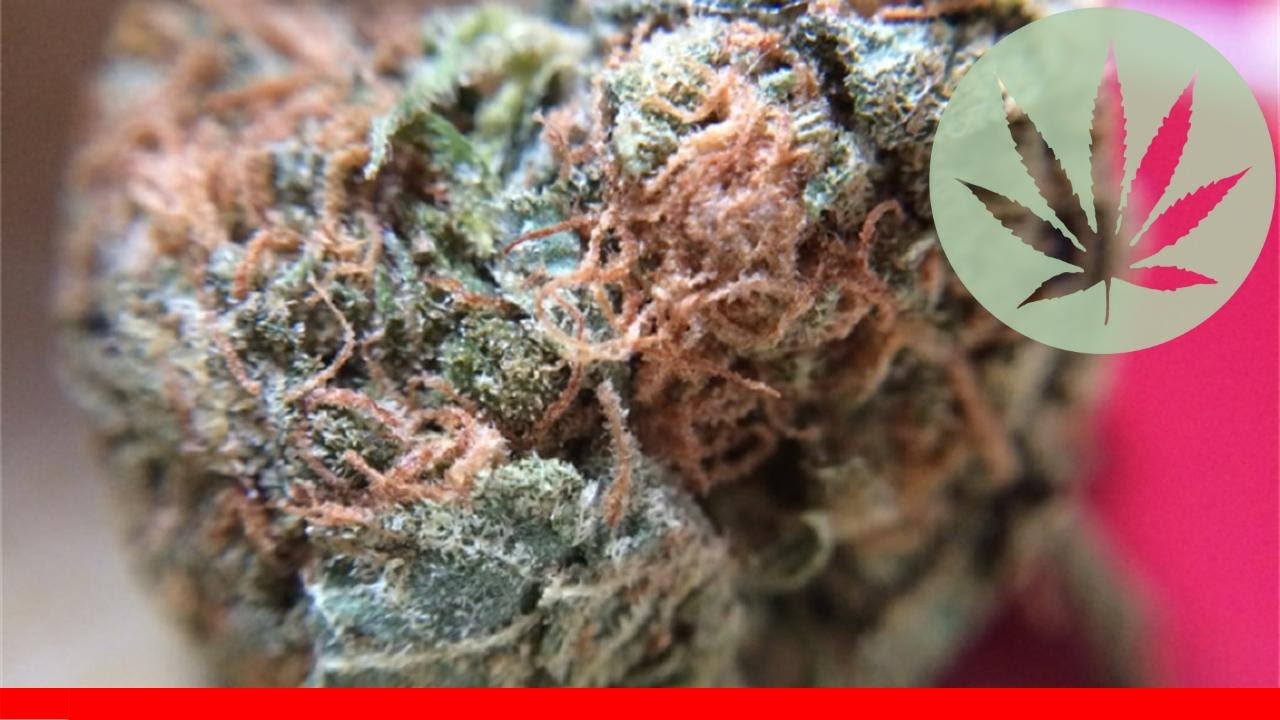 Lime Green Skunk - All About This Strain