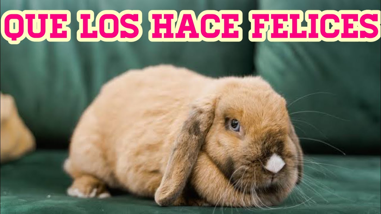 9 Ways To Make Your Rabbit Happy