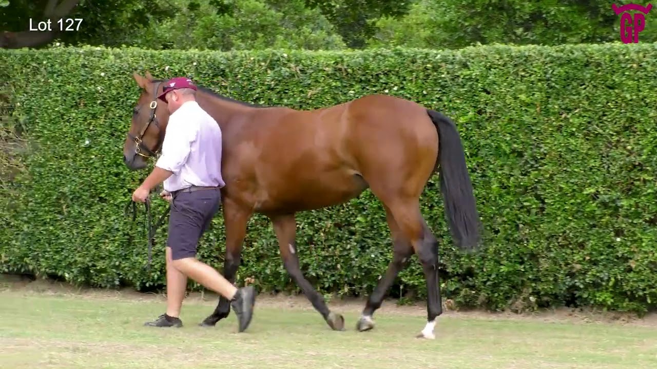 Lot 127 – Tiger Of Malay x Distraught filly. Height – 15.1½HH. Weight – 486kg.