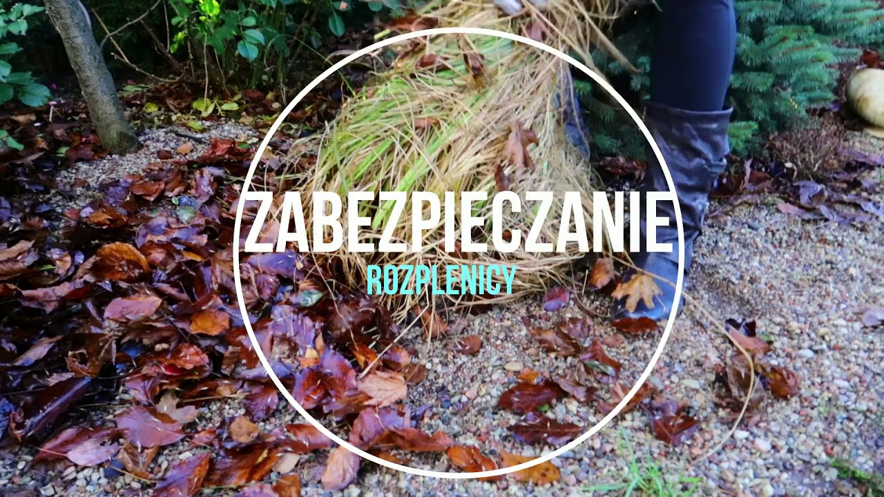 Zabezpieczanie traw ozdobnych na zimę, jak ciąć hortensje