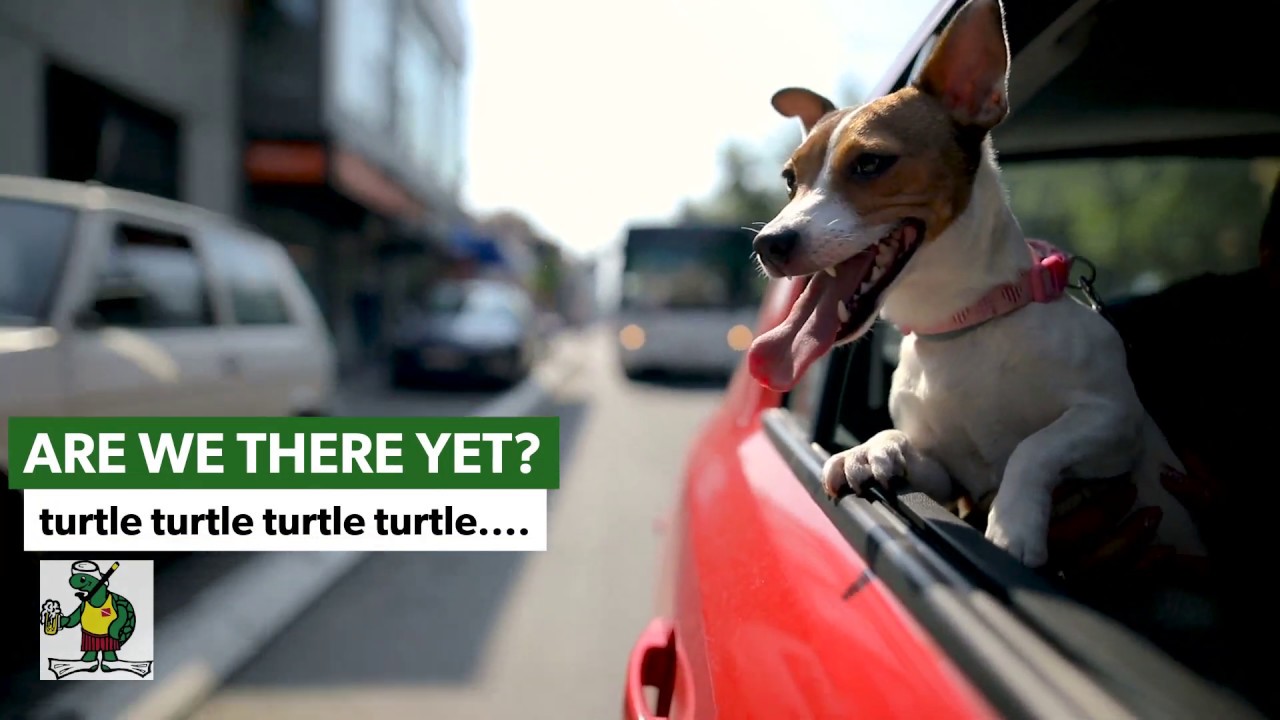 Dog Friendly Restaurant -  Thirsty Turtle in Juno Port St. Lucie