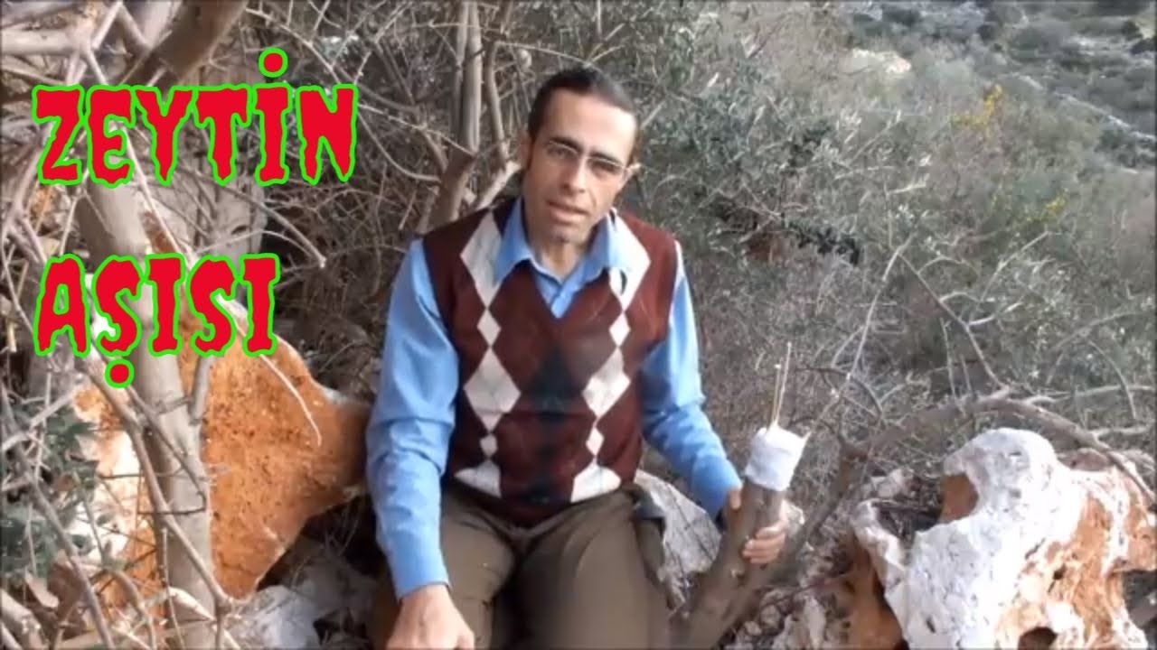 Delice Zeytin Aşısı Nasıl Yapılır