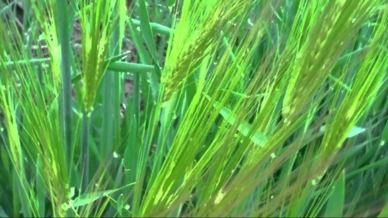 [우리 가곡] 보리밭 - 테너 안형일