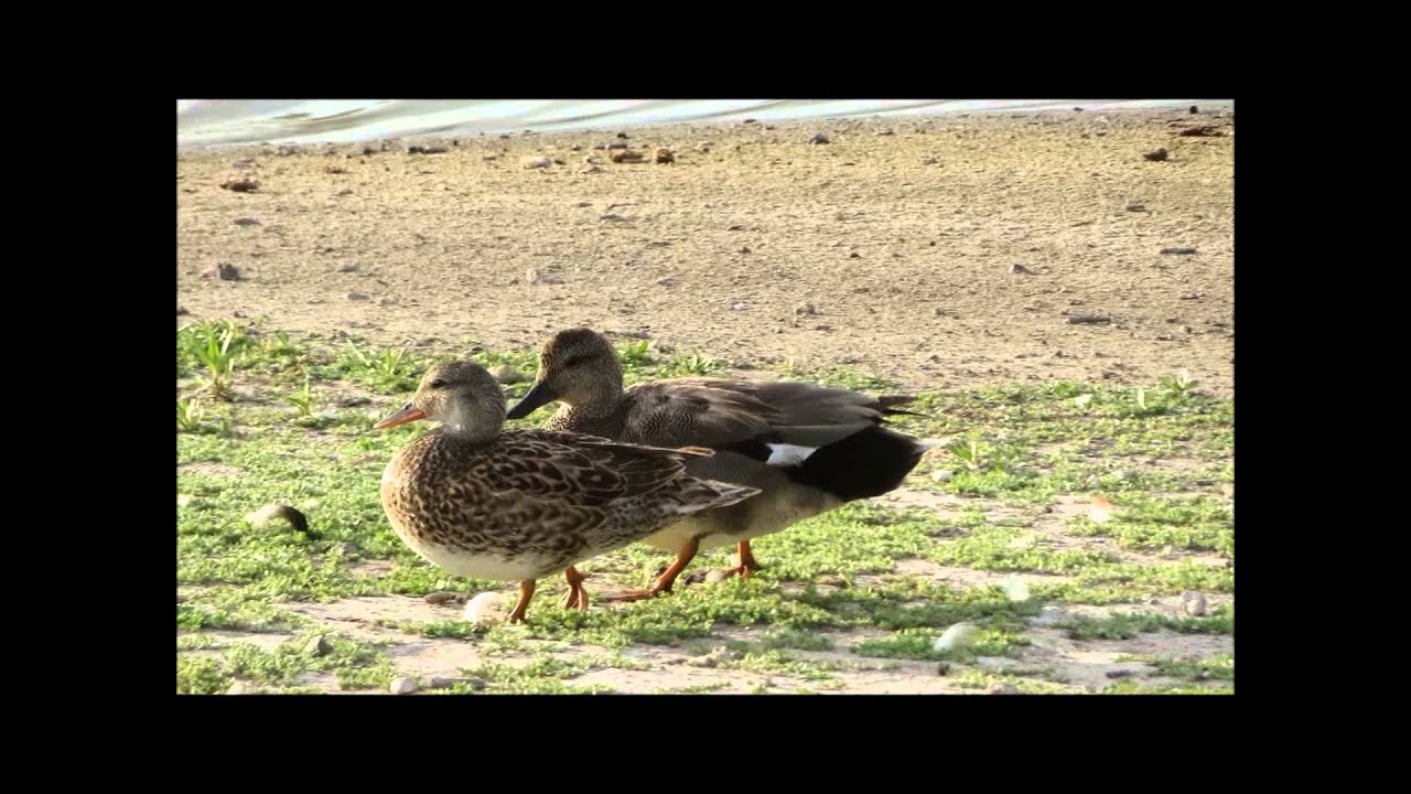 Male Gadwall Quacking