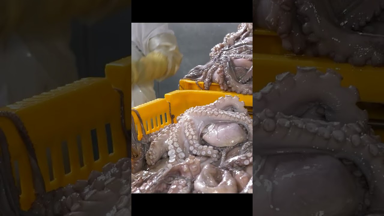 Mass Processing of Octopus   Korean Factory Food #factory #making