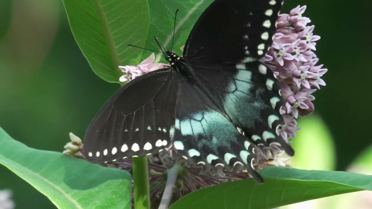 Spicebush Swallowtail