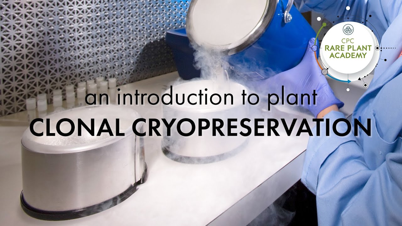 An Introduction to Plant Clonal Cryopreservation