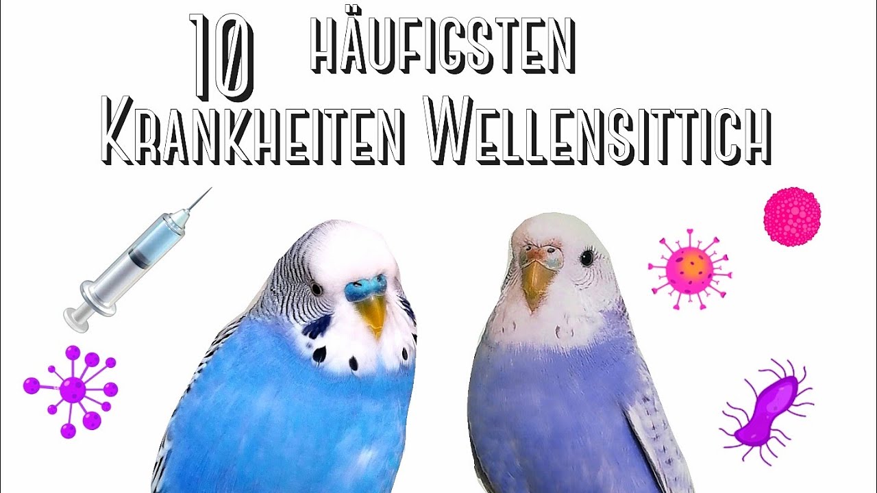 10 häufigsten Krankheiten bei Wellensittichen