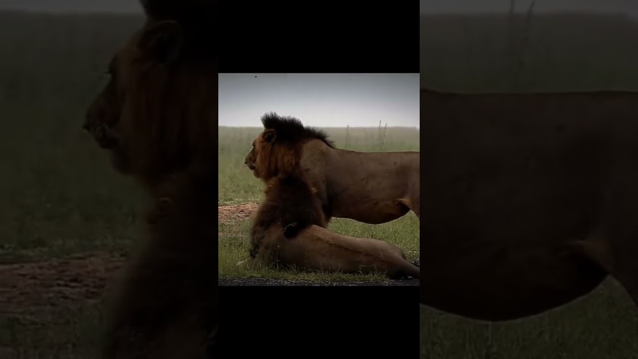 Story of Mr T 🦁