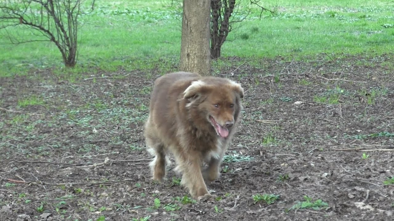 Malattie del cane: la leishmaniosi canina