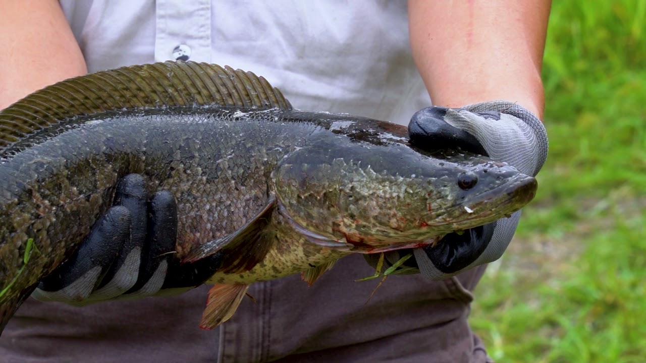 #GreenFridays - How Do We Know If The Fish We Catch Are Safe To Eat?
