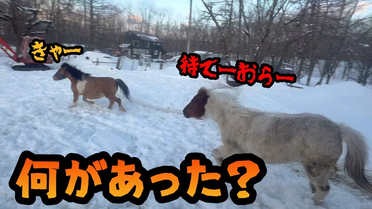 【馬】【犬】ケンカ勃発　何があった⁈