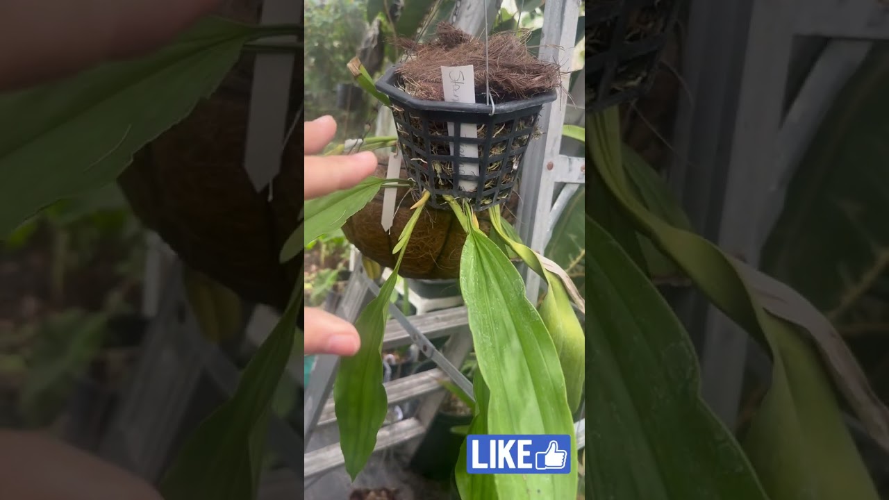Orquídeas stanhopeas y algunas de sus características y cuidados