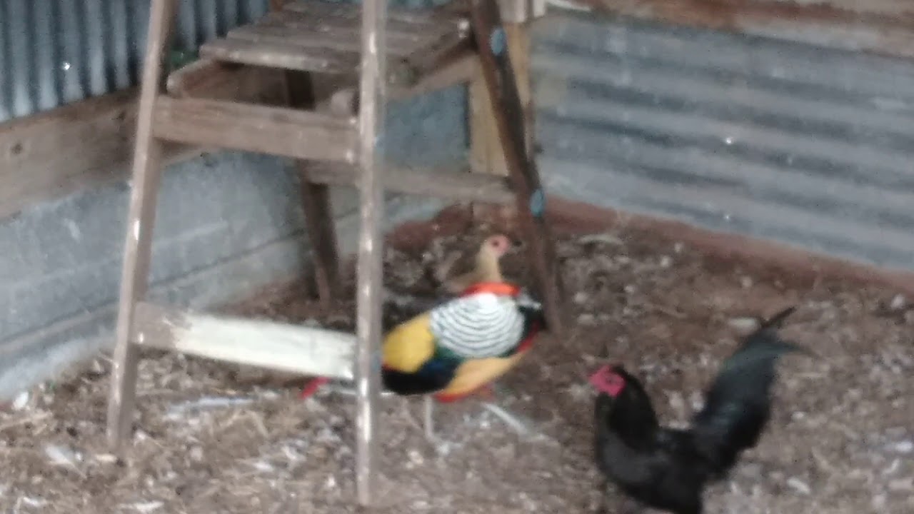 Lady amherst's breeding with miniature hen