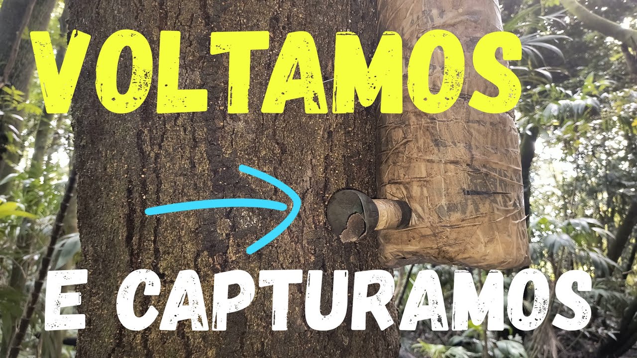 VOLTAMOS E CAPTURAMOS#volta#voltamos#capturando#abelhas#bee