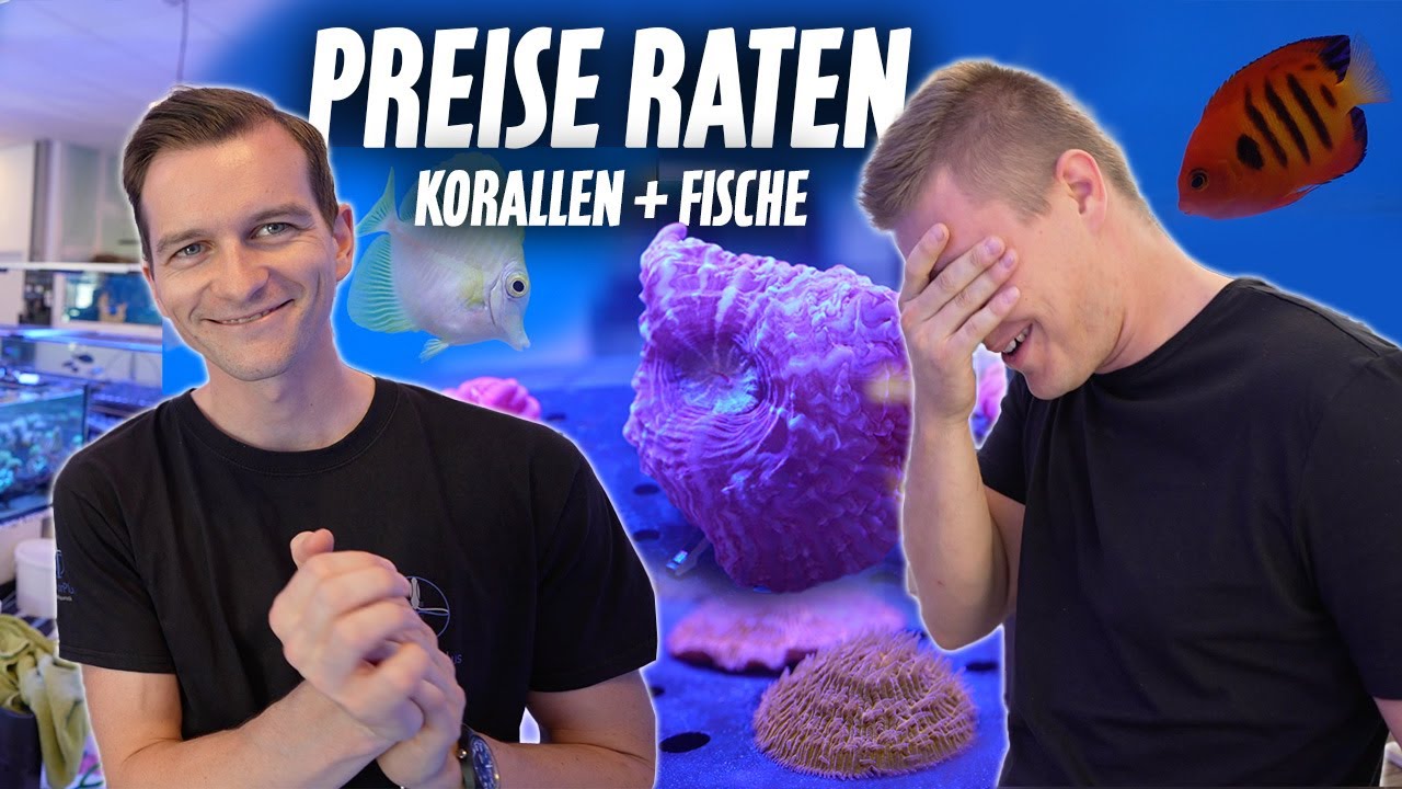 PREISE RATEN Korallen + Fische im MEERWASSERFACHGESCH&Auml;FT mit Max - PlanktonPlus Aquaristik