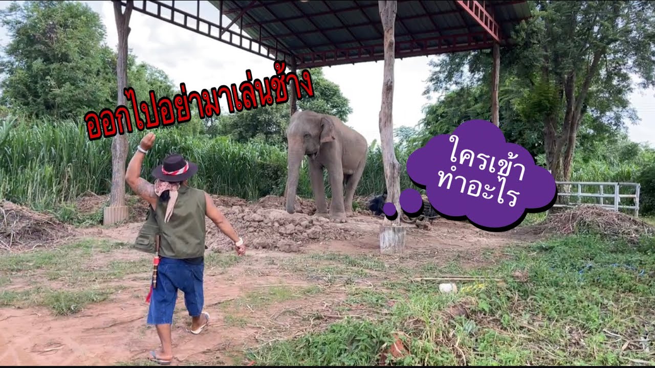 เข้ามาซุ้มใหญ่‼️เจอคนเล่นช้าง‼️แวะเยี่ยมพลายงาม