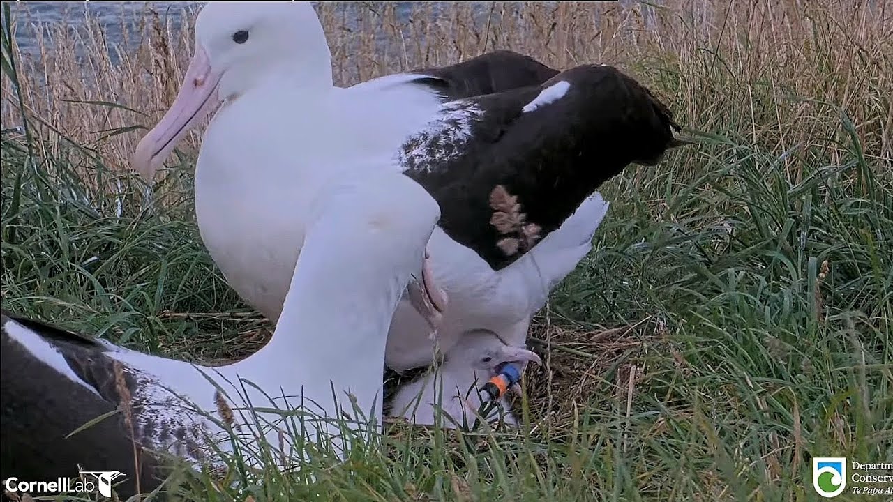 Royal Albatross - WYL💙's back at Plateau ... Beautiful close-ups of the RoyalCam couple & changeover