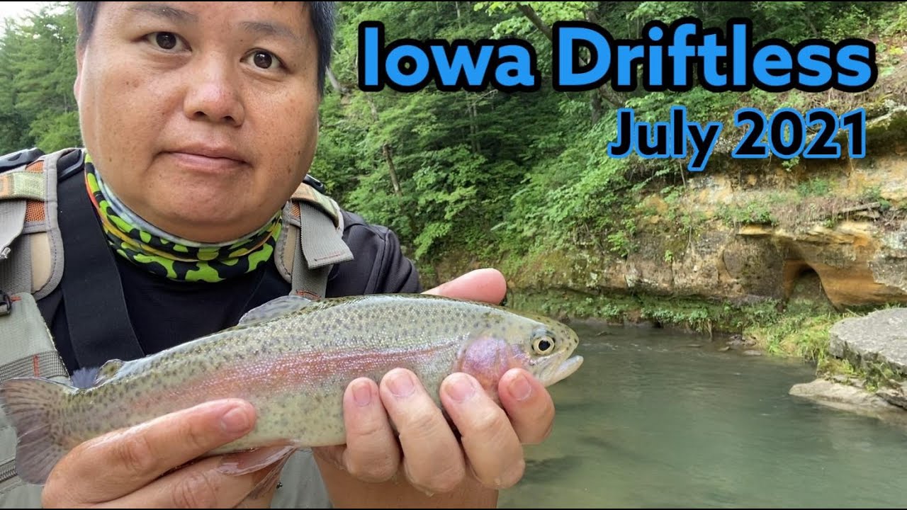 Iowa Driftless July 2021 | Flash Back | Rainbow Trout and Brown Trout Fly Fishing