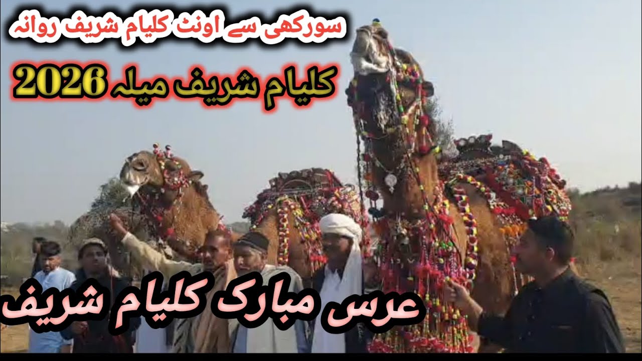 Kalyam Sharif Mela | Camel Ready for kalyam Sharif Mela 2026 | Surakhi Dadyal Azad Kashmir to Kalyam