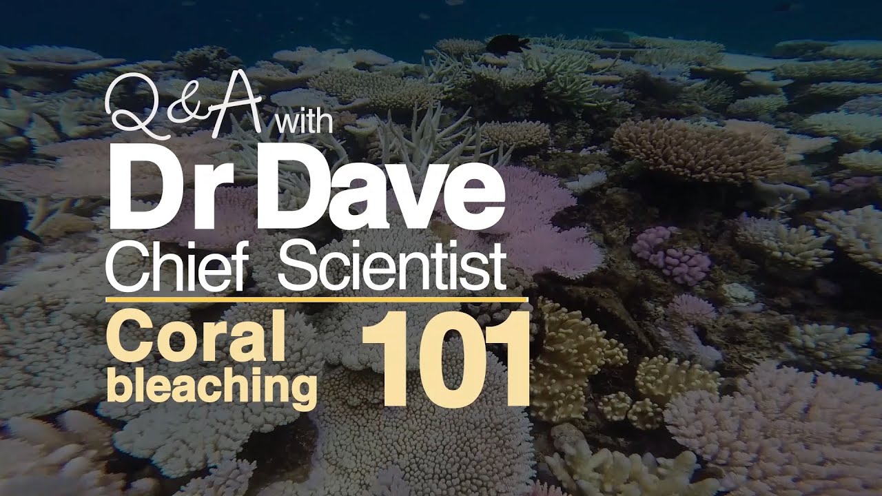Coral bleaching 101 - coral bleaching explained | Great Barrier Reef Marine Park Authority