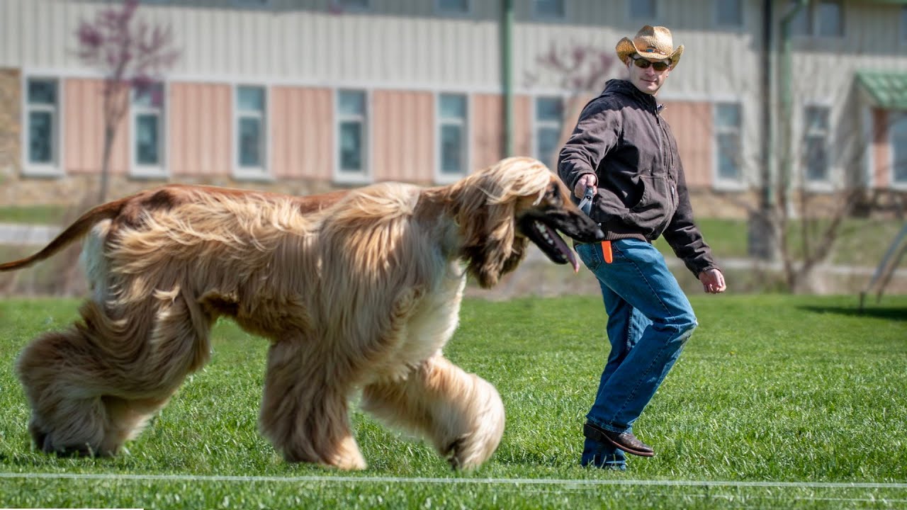 The Top 10 Long Haired Dog Breeds
